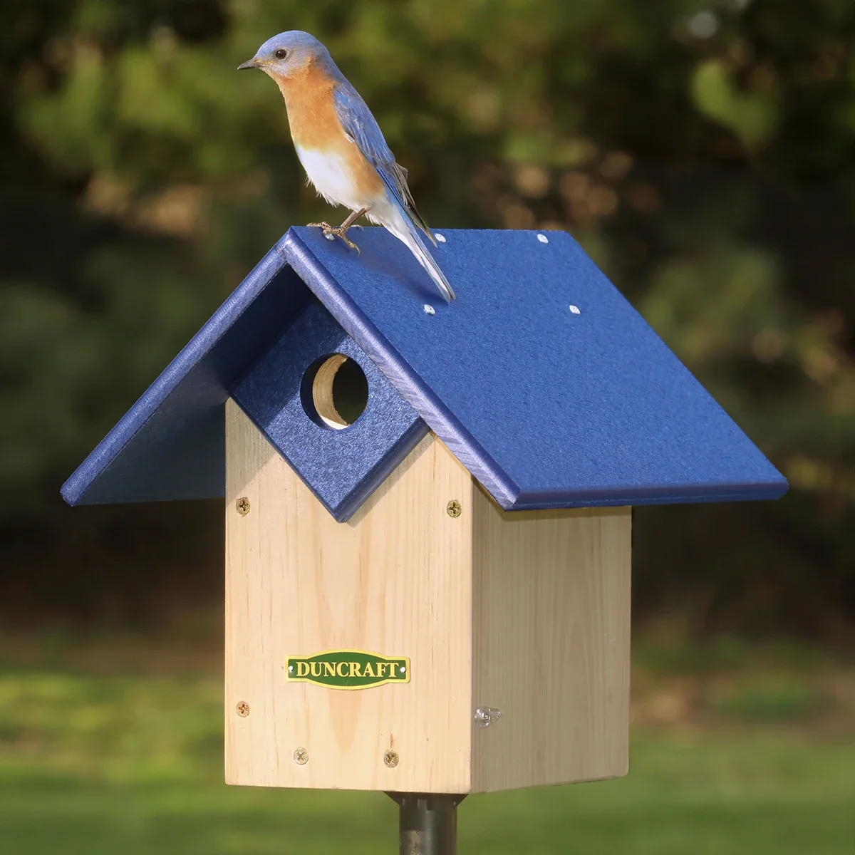 The Birdhouse Chick -The Birdhouse Chick 4590