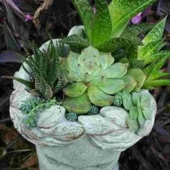 Aphrodite Lady Head Planter -The Birdhouse Chick Aphrodite Head Planter Top View