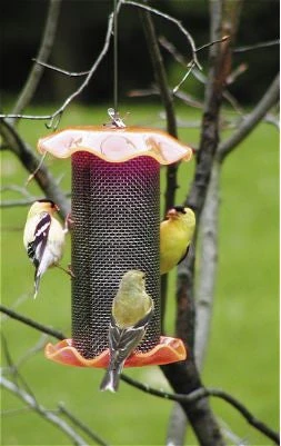 Forever Thistle Feeder-1 Qt 4 Forever Thistle Feeder-1 Qt - Image 2