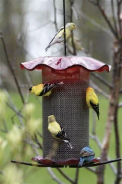 Forever Thistle Feeder-1 Qt 7 Forever Thistle Feeder-1 Qt -The Birdhouse Chick BC FF214A 539e427c 7037 4d3a 929f 9e88aa8283c0