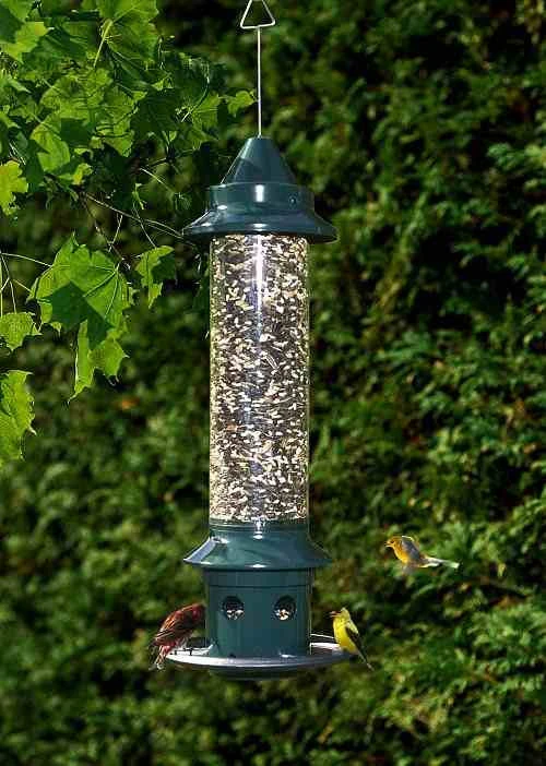 Squirrel Buster Plus Squirrel-Proof Bird Feeder with Weather Guard โ 3 Quart Adjustable Capacity 3 Squirrel Buster Plus Squirrel-Proof Bird Feeder with Weather Guard โ 3 Quart Adjustable Capacity