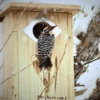 BestNest Three-Woodpecker House – Ideal For Woodpecker Species 2 BestNest Three-Woodpecker House – Ideal For Woodpecker Species -The Birdhouse Chick BestNest Three Woodpecker House Ideal for Woodpecker Species 4