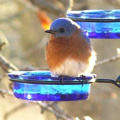 Quick-Connect Glass Mealworm Feeder for 1-Inch Poles β Bluebird Treat Dish 4 Quick-Connect Glass Mealworm Feeder for 1-Inch Poles β Bluebird Treat Dish - Image 2