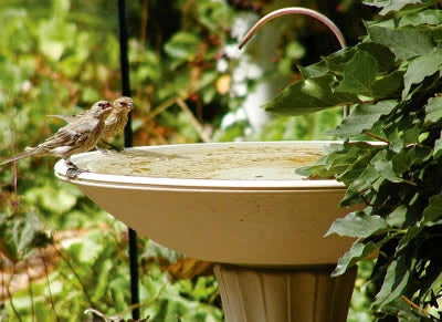Bird Bath Dripper With Rock Or Pebble Base 4 Bird Bath Dripper With Rock Or Pebble Base - Image 2
