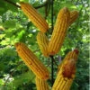 Metal Corn Cob Squirrel Feeder-8 Ears
