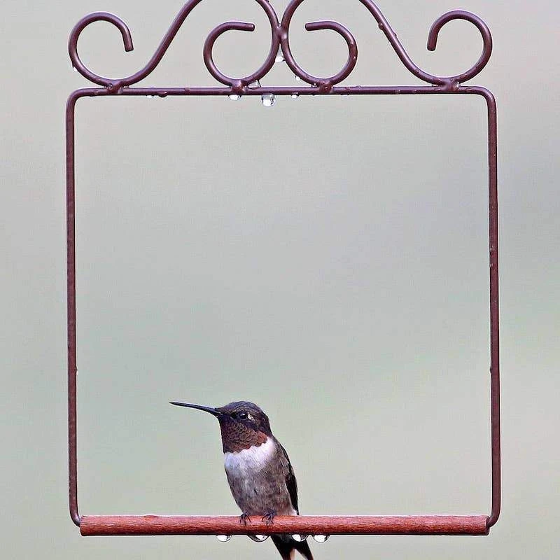 Pop's Hummingbird Swing - Black Powder-Coated Metal with Walnut-Stained Birch Perch - Antique Style Territorial Bird Perch 4 Pop's Hummingbird Swing - Black Powder-Coated Metal with Walnut-Stained Birch Perch - Antique Style Territorial Bird Perch - Image 2
