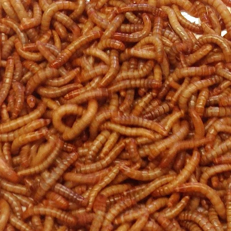 Live Mealworms-Bulk Options 4 Live Mealworms-Bulk Options - Image 2