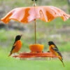 Oriolefest Oriole Bird Feeder 2 Oriolefest Oriole Bird Feeder -The Birdhouse Chick Oriolefest weatherguard