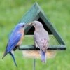 Staked Bluebird Feeder 2 Staked Bluebird Feeder -The Birdhouse Chick Staked Bluebird Feeder