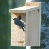 View Thru Bluebird House-NABS Approved -The Birdhouse Chick View Thru Bluebird House