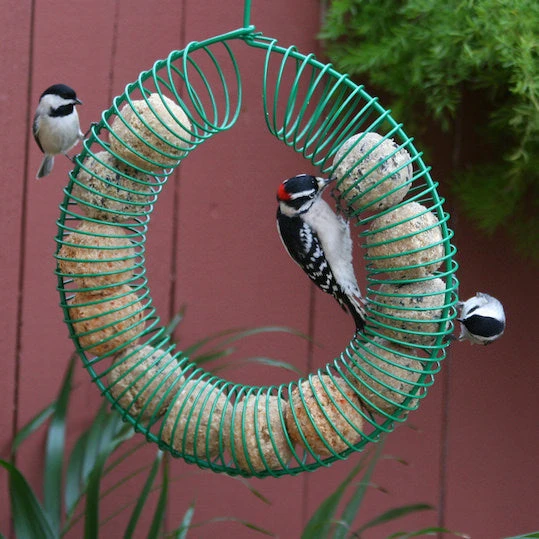 Green Whole Peanut Wreath Bird Feeder – Durable Metal Coil Design for Woodpeckers & Jays 4 Green Whole Peanut Wreath Bird Feeder – Durable Metal Coil Design for Woodpeckers & Jays - Image 2