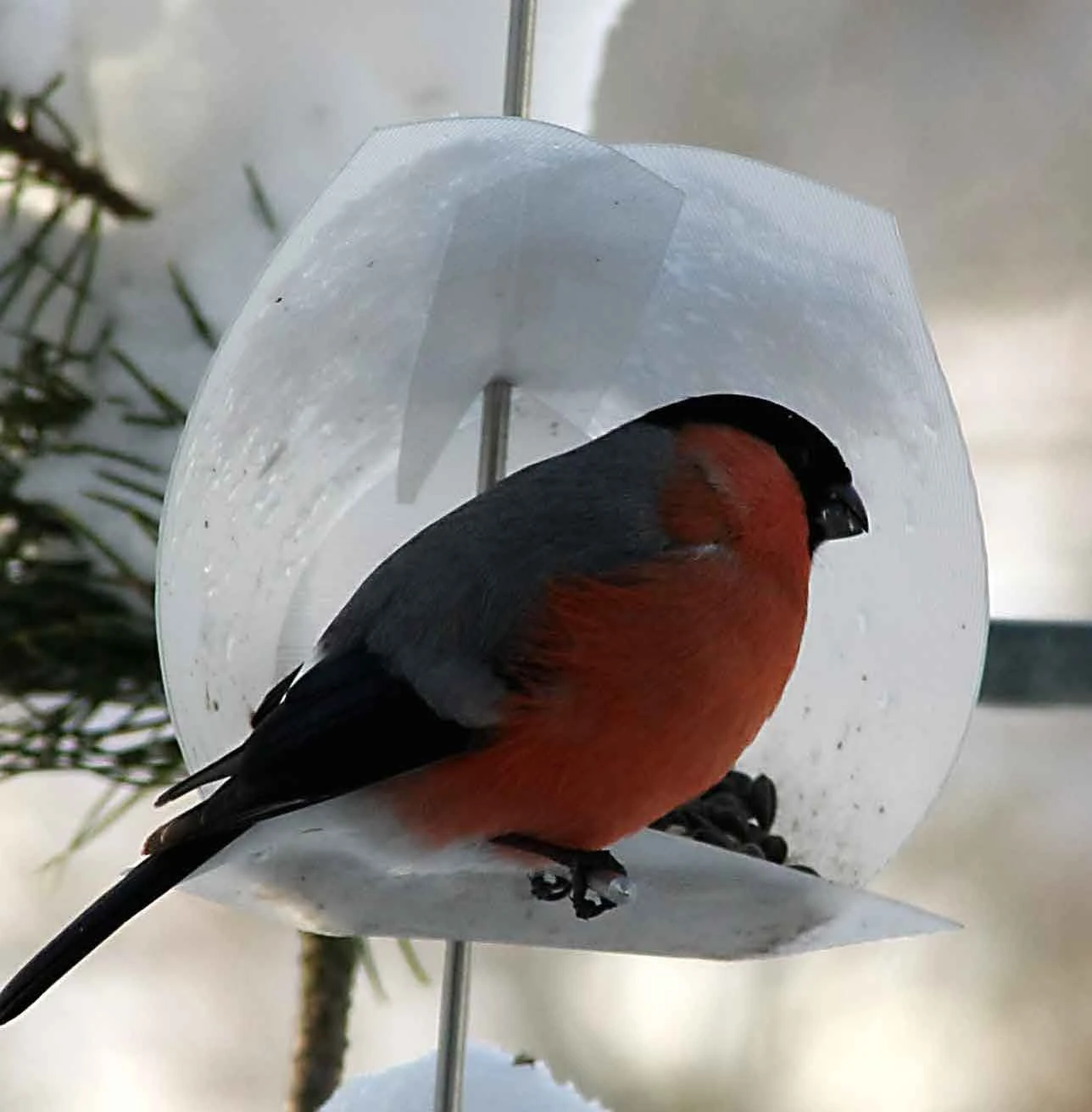 Euro Bird Feeder Kit - Modern Minimalist DIY Hanging Feeder by Opossum Design 3 Euro Bird Feeder Kit - Modern Minimalist DIY Hanging Feeder by Opossum Design