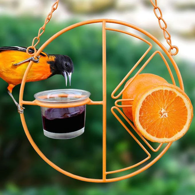 Clementine Oriole Feeder 3 Clementine Oriole Feeder