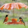 Acrylic Weather Guard-4 Colors -The Birdhouse Chick orange weatherguard b247e421 e38f 4019 b827 b1324fbfc281