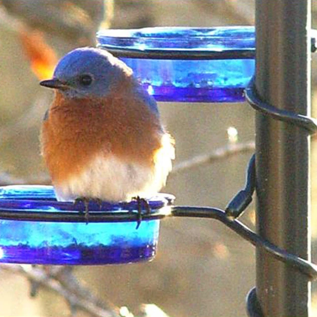 Quick-Connect Glass Mealworm Feeder for 1-Inch Poles β Bluebird Treat Dish 3 Quick-Connect Glass Mealworm Feeder for 1-Inch Poles β Bluebird Treat Dish
