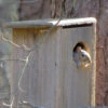 Squirrel House -The Birdhouse Chick squirrel house