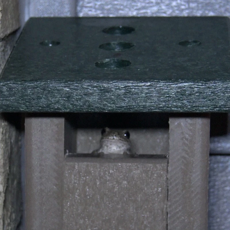 Tree Frog House 3 Tree Frog House