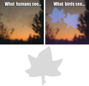 WindowAlert UV Reflective Butterfly Decals – Bird Strike Prevention (4-Pack) 6 WindowAlert UV Reflective Butterfly Decals – Bird Strike Prevention (4-Pack) - Image 4